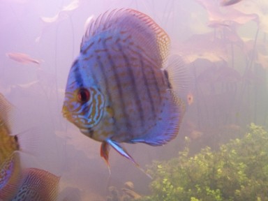 discus_aquatopia.jpg